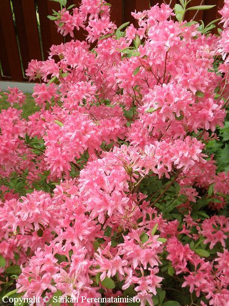 Rhododendron Lights-Ryhm 'Rosy Light', revontuliatsalea